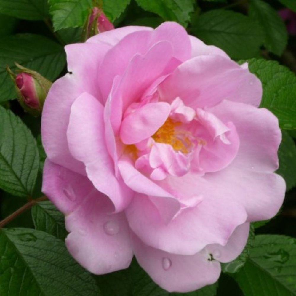 Sarah Van Fleet Rugosa Rose