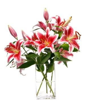 lily-picture-id173542551.jpg